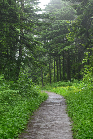 Path in the forest with green grass and trees in the background.の写真素材
