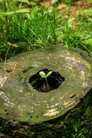 Green seedling growing out of a hole in a tree stump.の写真素材