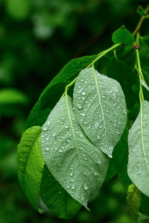 Green leaves with drops of water on the background of green foliage.の写真素材
