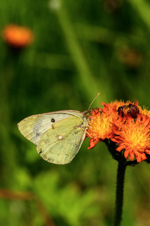 Butterfly on a flower in a meadow in the summerの写真素材