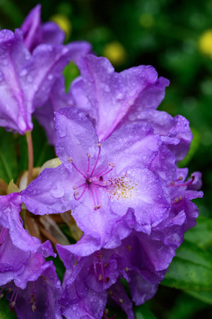 Purple rhododendron flower with raindrops on itの写真素材