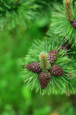cedar cones on a branch in the forestの写真素材
