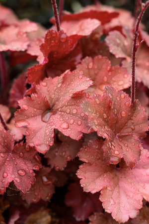 Red begonia leaves with dew drops, closeup of photoの写真素材