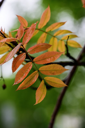 autumn leaves on a tree in the forest, note shallow depth of fieldの写真素材