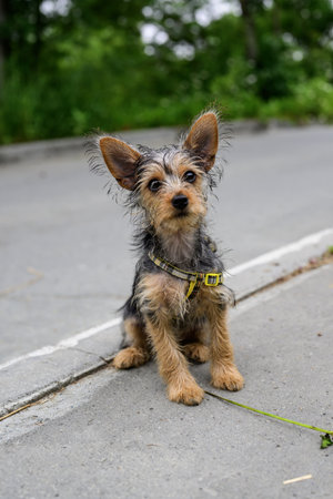 Yorkshire Terrier puppy sits on the street in summer day.の写真素材
