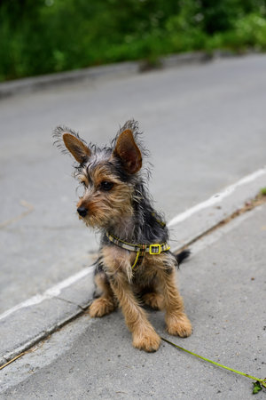 Yorkshire Terrier puppy sitting on the road in the park.の写真素材