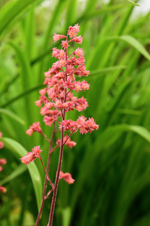 Beautiful red flowers in the garden. Natural background. Selective focus.の写真素材