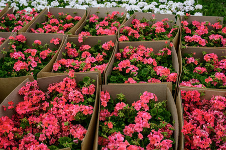 Red geranium flowers in boxes for planting.