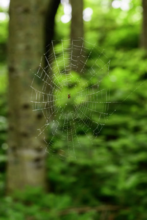 Spider web in the forest, macro shot, shallow depth of fieldの写真素材