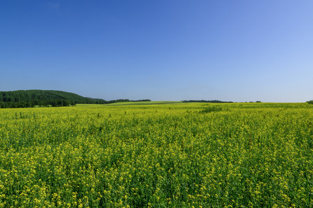Field of yellow rapeseed with blue sky in the backgroundの写真素材
