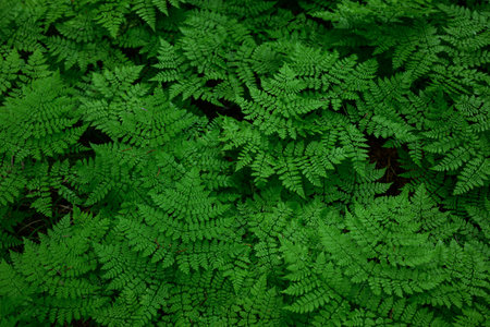 Green fern leaves background. Natural green fern leaves background.の写真素材