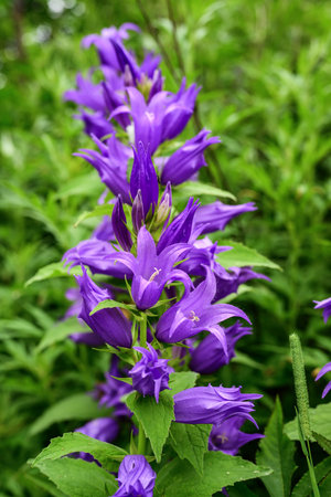 Campanula bellflowers (Campanula patula)の写真素材