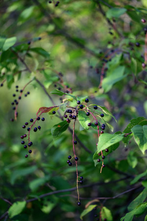 Ripe black berries on the branches of a bush in the forest