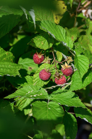 Ripe raspberries on a branch with green leaves in the garden