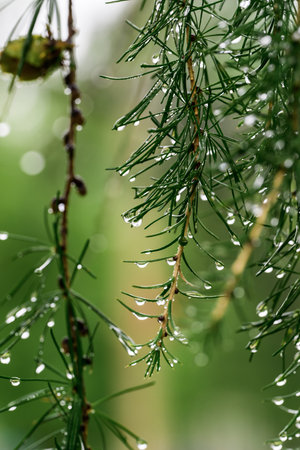 Water drops on the branches of a coniferous tree after rain