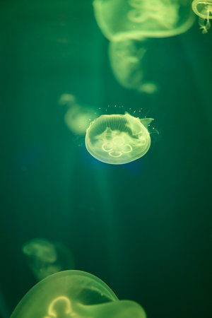 Jellyfish in the aquarium. Underwater world. Marine life.