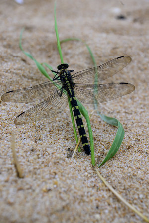 Dragonfly on the sand in the wild, closeup of photo