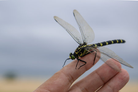 dragonfly on the palm of your hand on a background of the skyの写真素材