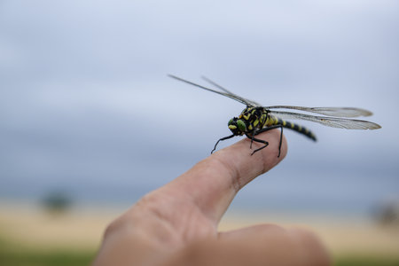 Close up of a dragonfly on a human hand in a fieldの写真素材