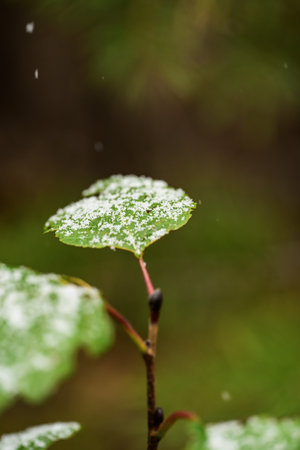 first snow on the leaves of a birch tree in the forestの写真素材