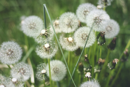 Taraxacum, dandelionsの写真素材