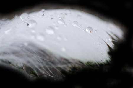 White bird feathers, black backgroundの写真素材