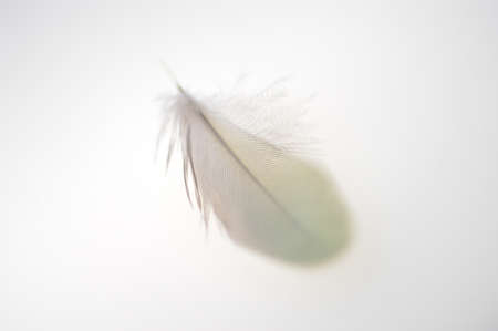 Greenish white bird feathers, white background