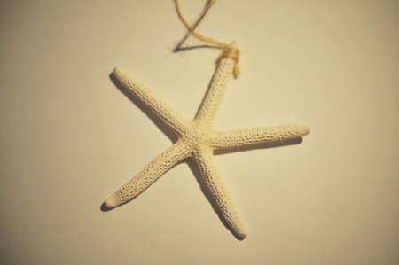Decorate with dried starfish