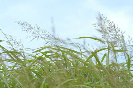 Weeds against the blue sky
