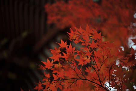 Autumn leaves that turn red in the temple garden