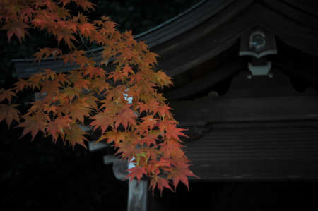 Autumn leaves that turn red in the temple gardenの写真素材
