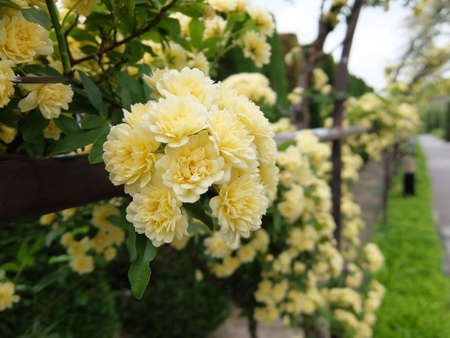Banksia with pretty yellow flowers