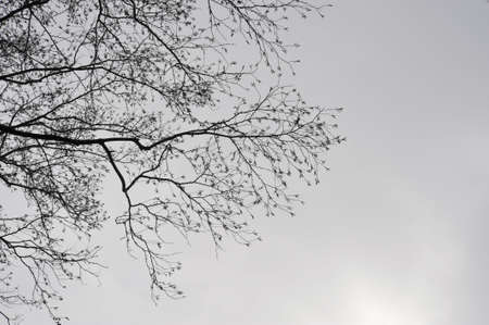Branches like winter sky patternsの写真素材