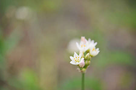 A little flower whose name is unknown