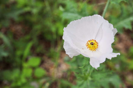 Incarbirea chelon white, blooming in early summer.の写真素材