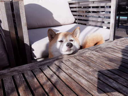 dog relaxing on a cafe terraceの写真素材