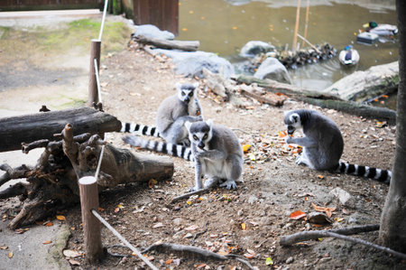 A mother and child ring-tailed lemur