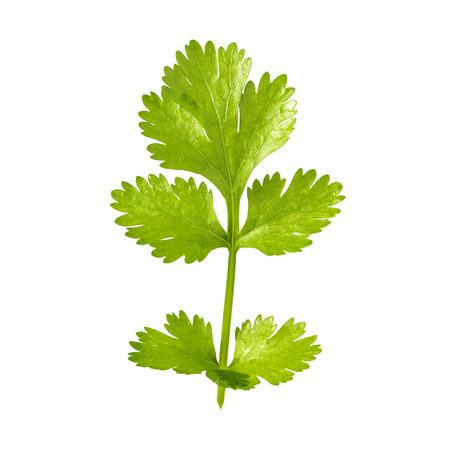 A green parsley leaf isolated on white backgroundの写真素材