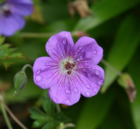 Purple hardy geranium after a morning rainの写真素材