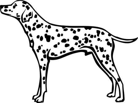 Dalmatianのイラスト素材
