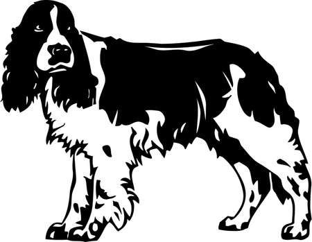 Springer Spanielのイラスト素材