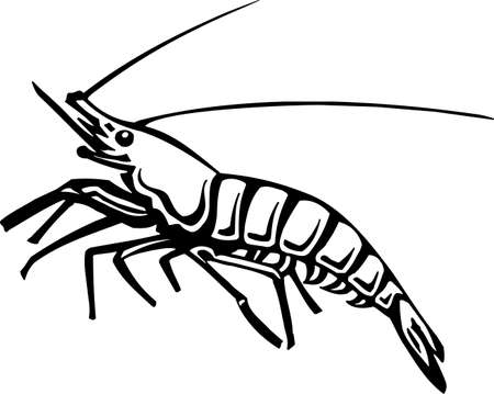 Shrimpのイラスト素材
