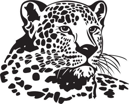 Leopardのイラスト素材