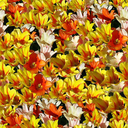 Flowers Seamless Texture Tileの写真素材