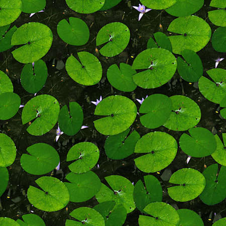 Leaves Seamless Texture Tileの写真素材