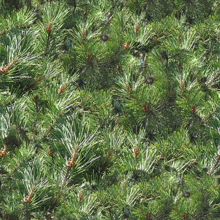 Pine Trees Seamless Texture Tileの写真素材