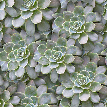 Succulents Seamless Texture Tileの写真素材