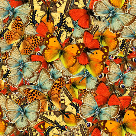 Butterflies Seamless Texture Tile Butterflies Seamless Texture Tile