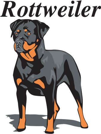 Rottweiler Illustrationのイラスト素材