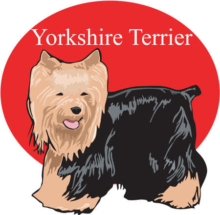 Yorkshire Terrier Illustrationのイラスト素材